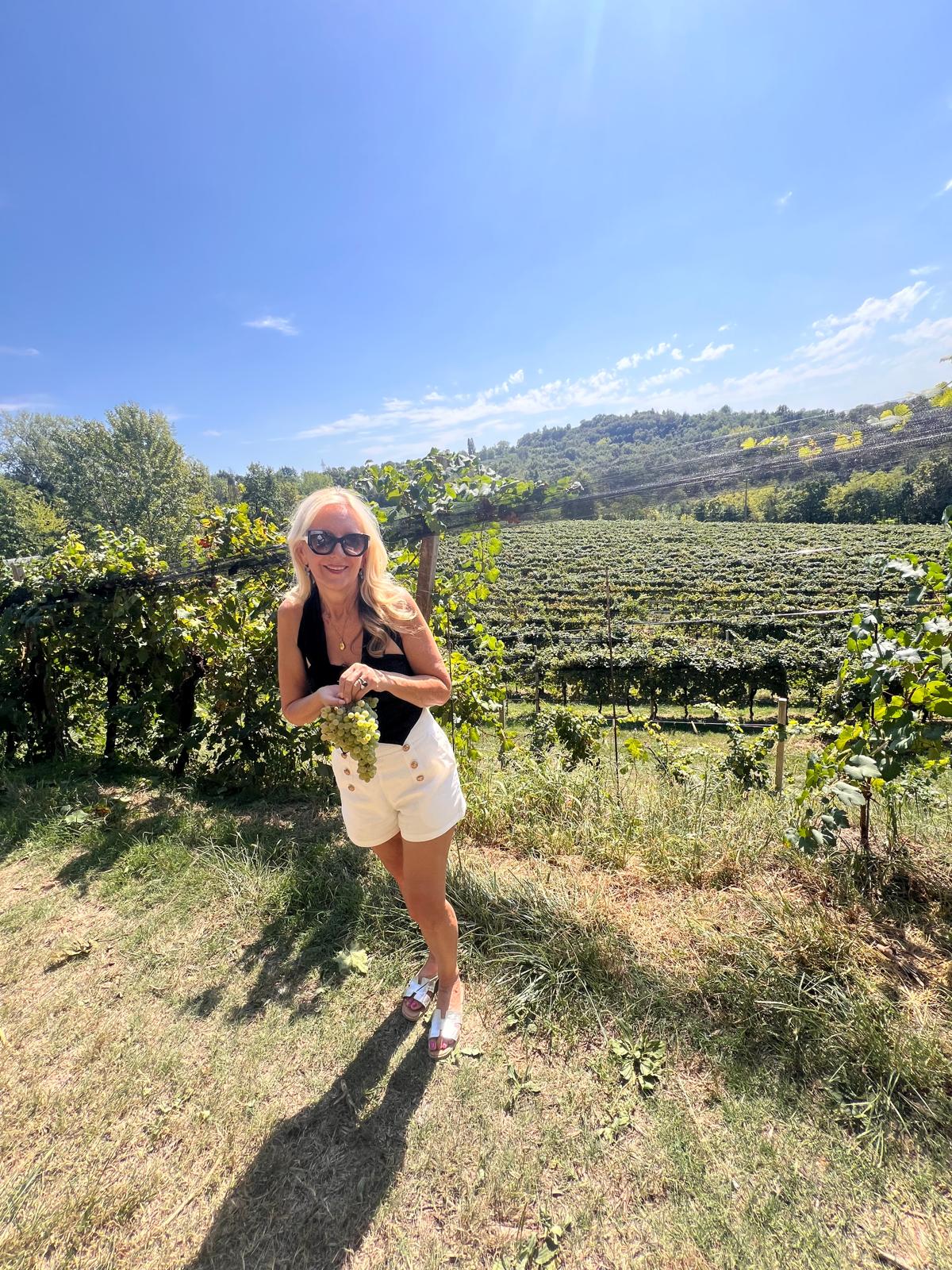 Traubenlese in den Hängen von Valdobbiadene